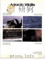 ANTARCTIC WILDLIFE：PHOTOGRAPHS BY ERIC HOSKING  TEXT BY BRYAN SAGE（ PDF版）
