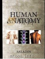HUMAN ANATOMY PDF电子版封面 0070390800 KENNETH S.SALADIN著