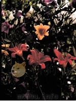 PERENNIALS（ PDF版）
