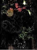 FOLIAGE HOUSE PLANTS（ PDF版）