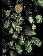 Evergreens THE TIME-LIFE ENCYCLOPEDIA OF GARDENING PDF电子版封面
