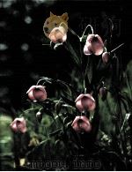 Wildflower Gardening THE TIME-LIFE ENCYCLOPEDIA OF GARDENING PDF电子版封面