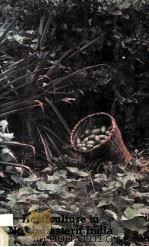 HORTICULTURE IN NORTH-EASTERN INDIA（ PDF版）