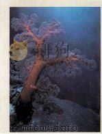 BIOLOGY  LIFE ON EARTH（1986年 PDF版）