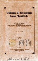 fossiler pflanzen-reste vol.5（1907 PDF版）