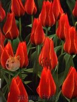 BULBS（1971 PDF版）